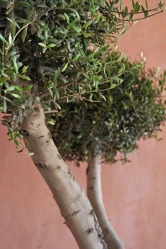comprar-olivo-grande-ornamental