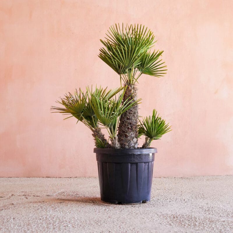Palmito (Chamaerops humilis)