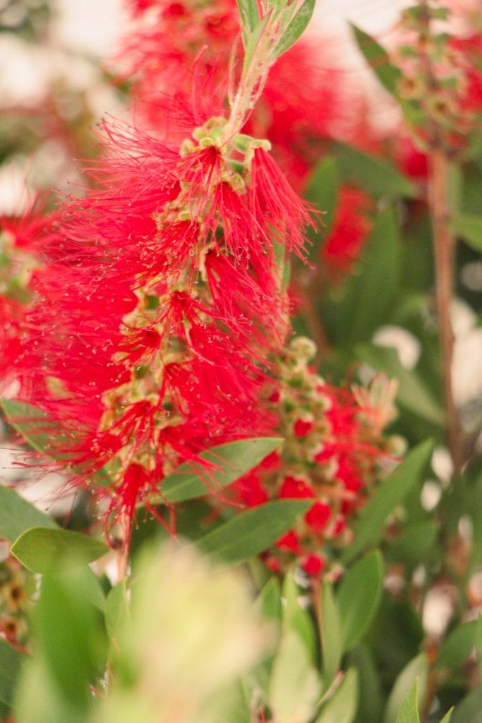 Callistemon Laevis