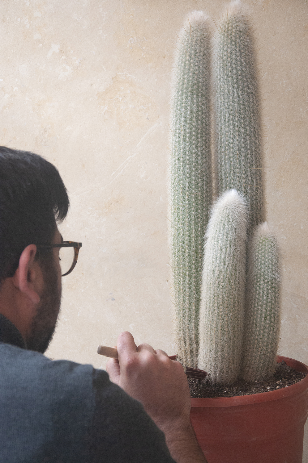 Cuidados de los cactus en invierno: Descúbrelo