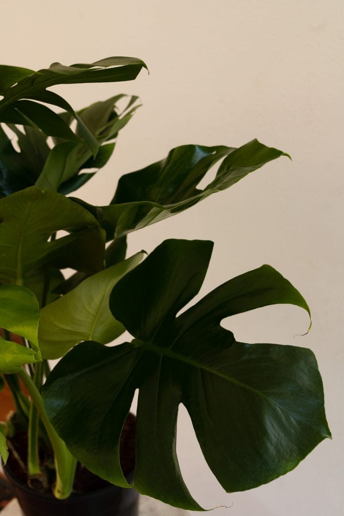 Monstera deliciosa cuidados