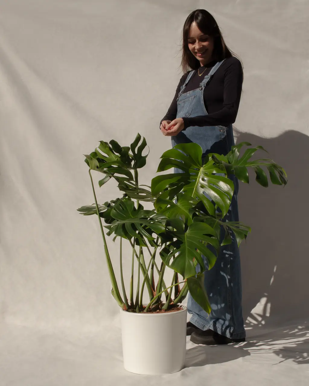 Monstera deliciosa (Costilla de Adán) - Imagen 2