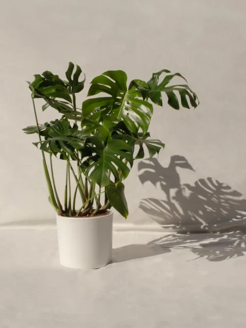 Monstera deliciosa (Costilla de Adán)