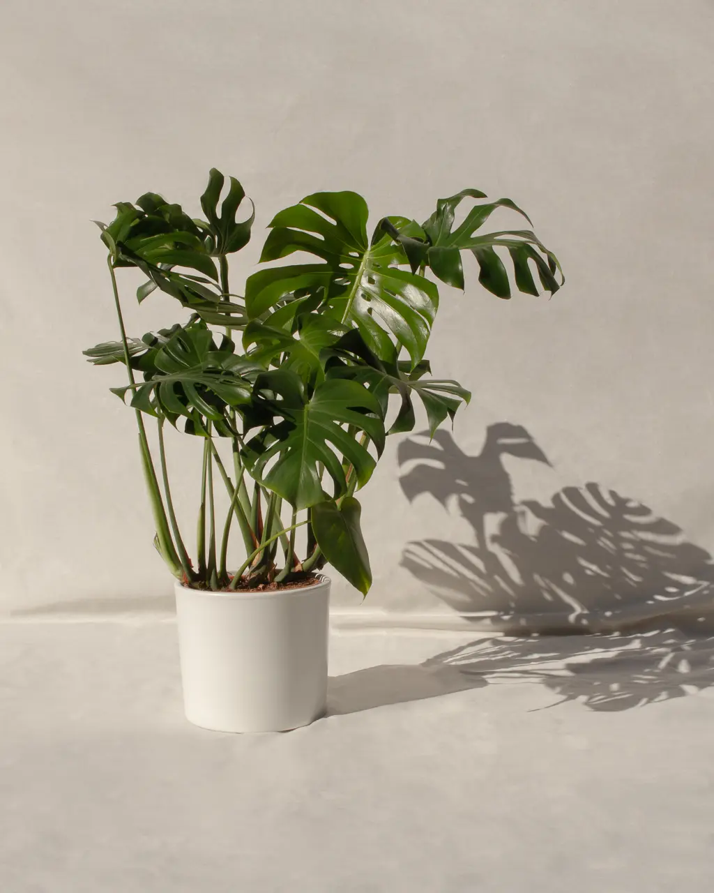 Monstera deliciosa (Costilla de Adán)