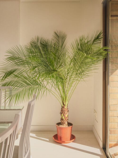 Palmera phoenix roebelenii (Palmera resistente de interior y exterior)