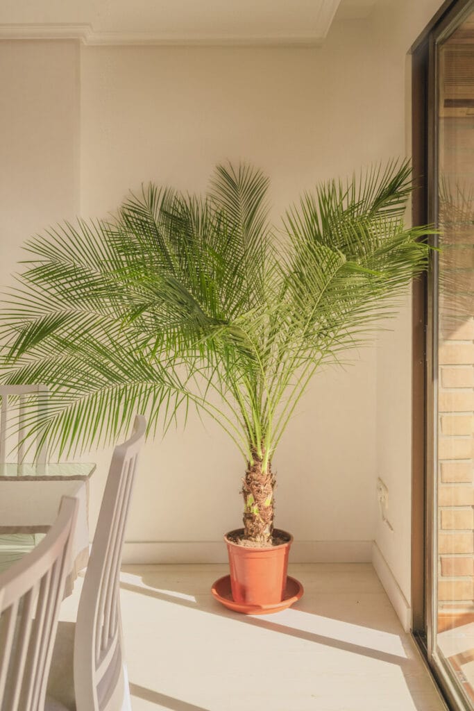 Palmera phoenix roebelenii (Palmera resistente de interior y exterior)