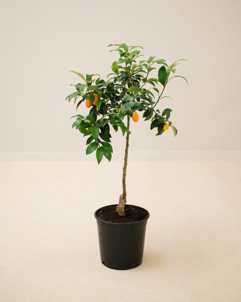 Kumquat