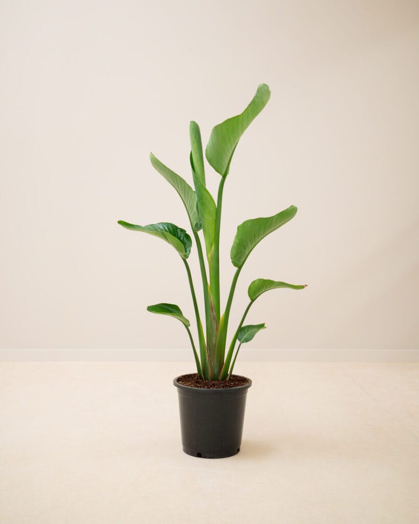 comprar strelitzia augusta