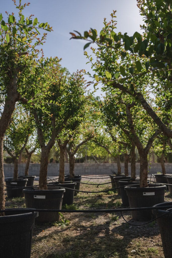 arboles frutales mediterraneos
