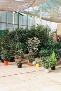 Cada planta es única jardín Postal