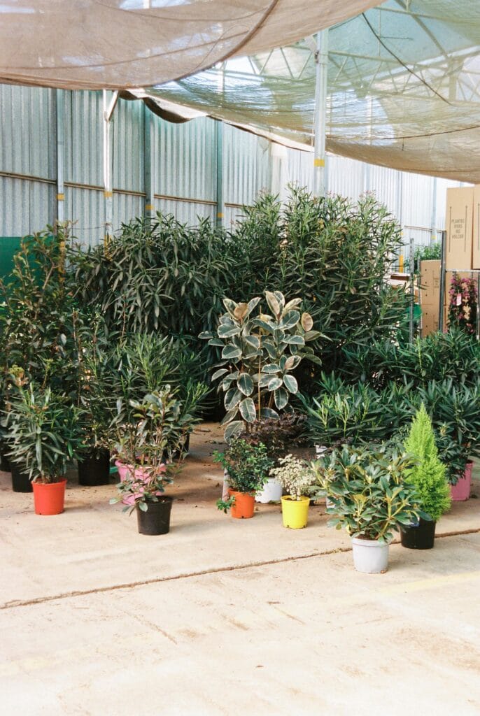 Cada planta es única jardín Postal