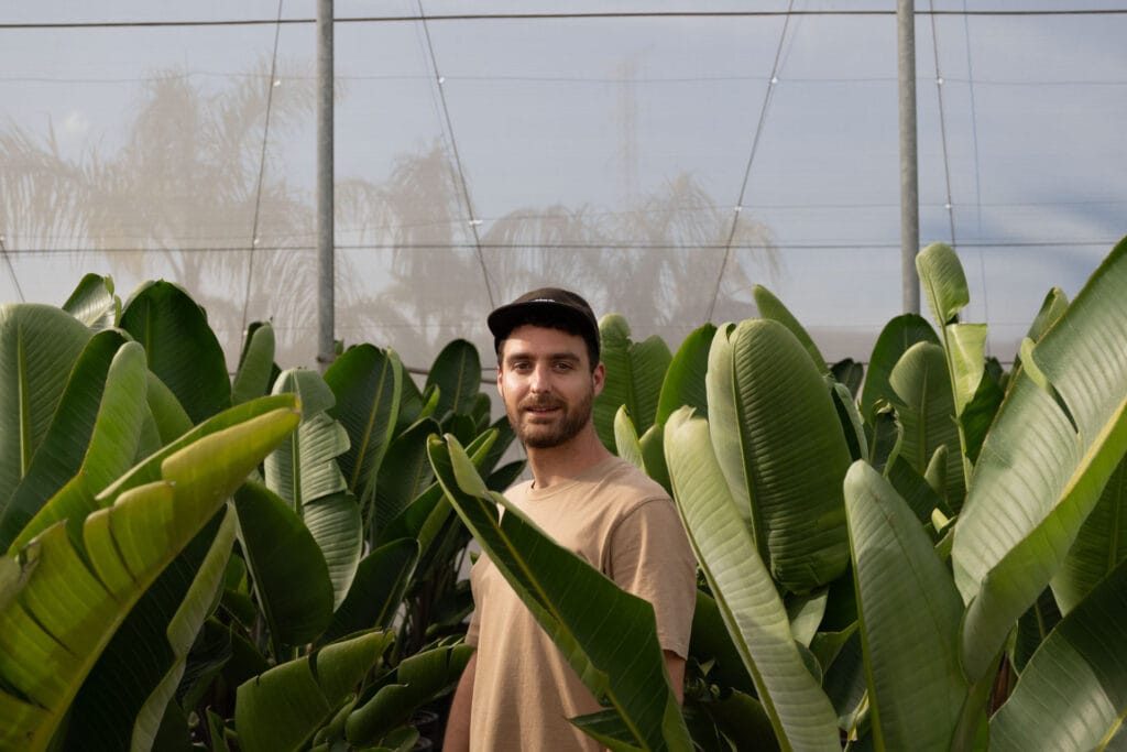 diferencia nicolai y augusta