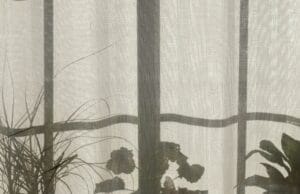 plantas para lugares con sombra