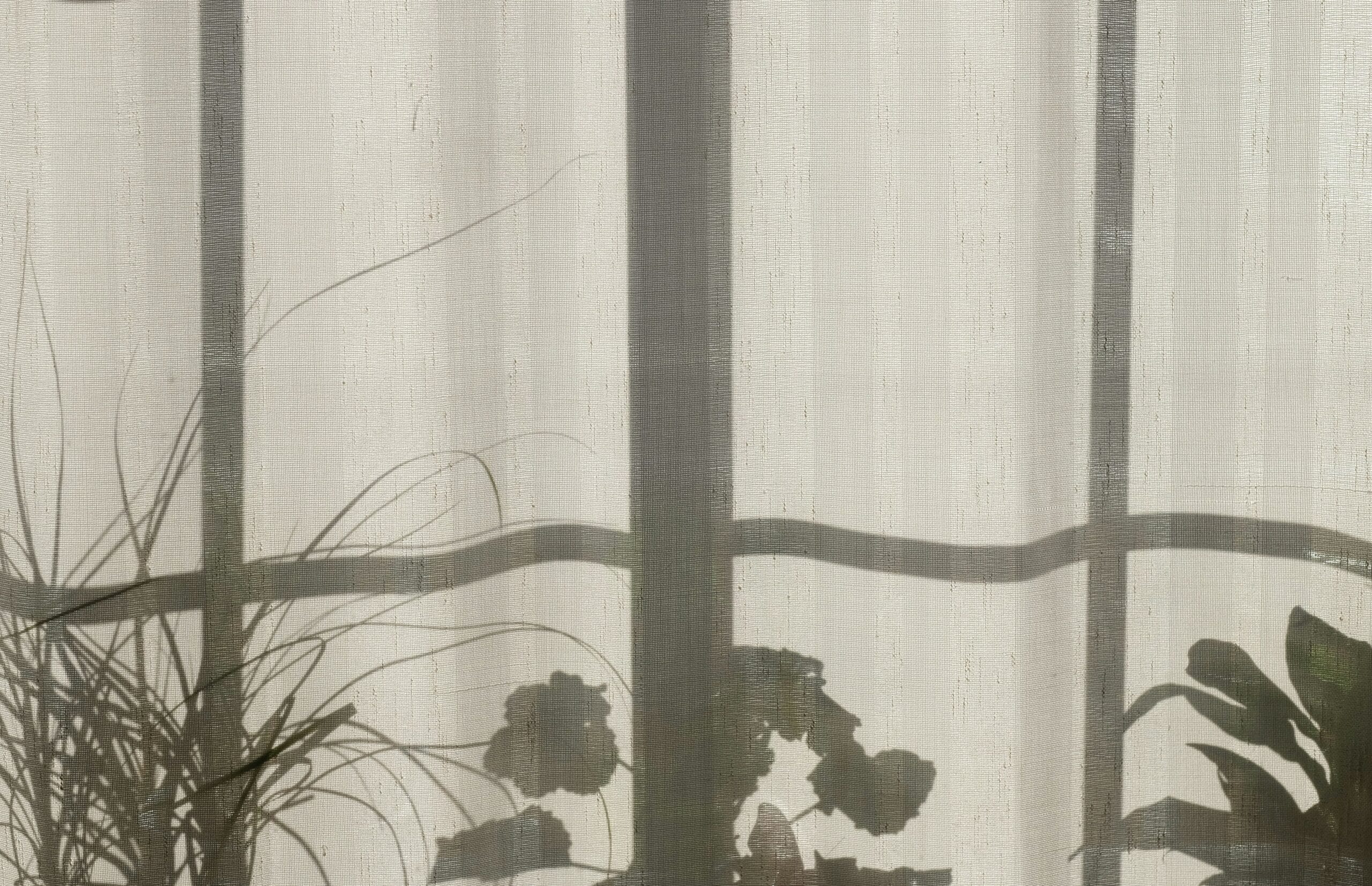 plantas para lugares con sombra