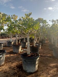 Higuera ficus carica comprar jardín postal envío a domicilio