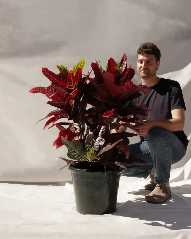 Crotón Excellent (Codiaeum variegatum ‘Excellent’) - Imagen 3
