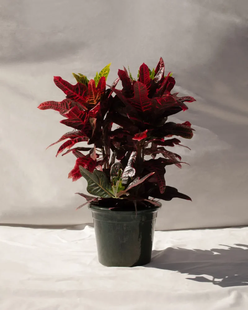 Crotón Excellent (Codiaeum variegatum ‘Excellent’)