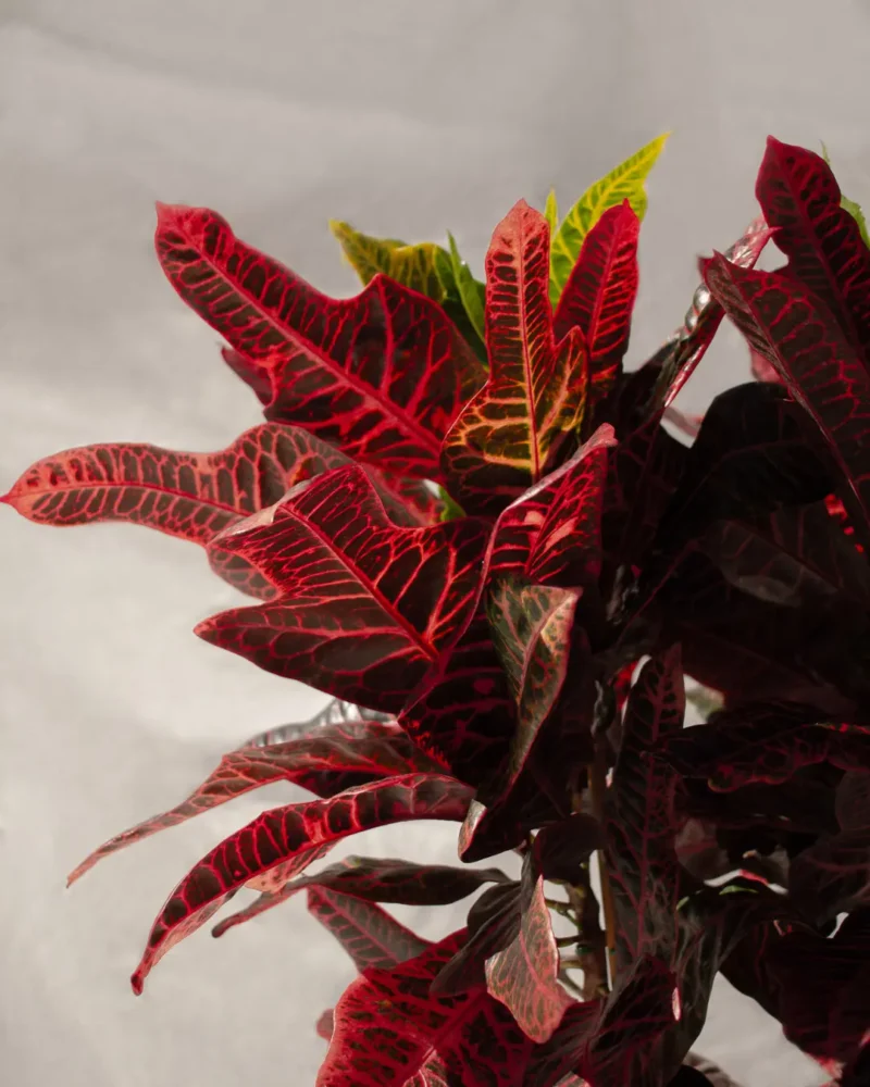 Crotón Excellent (Codiaeum variegatum ‘Excellent’) - Imagen 2