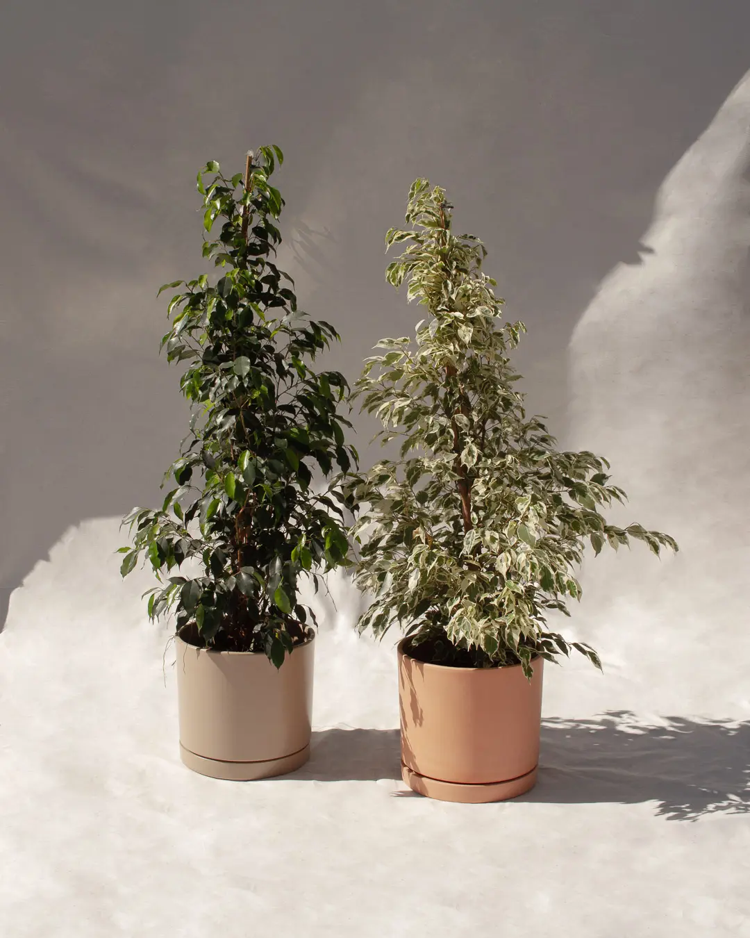 Ficus Benjamina / Ficus Benjamina Variegata