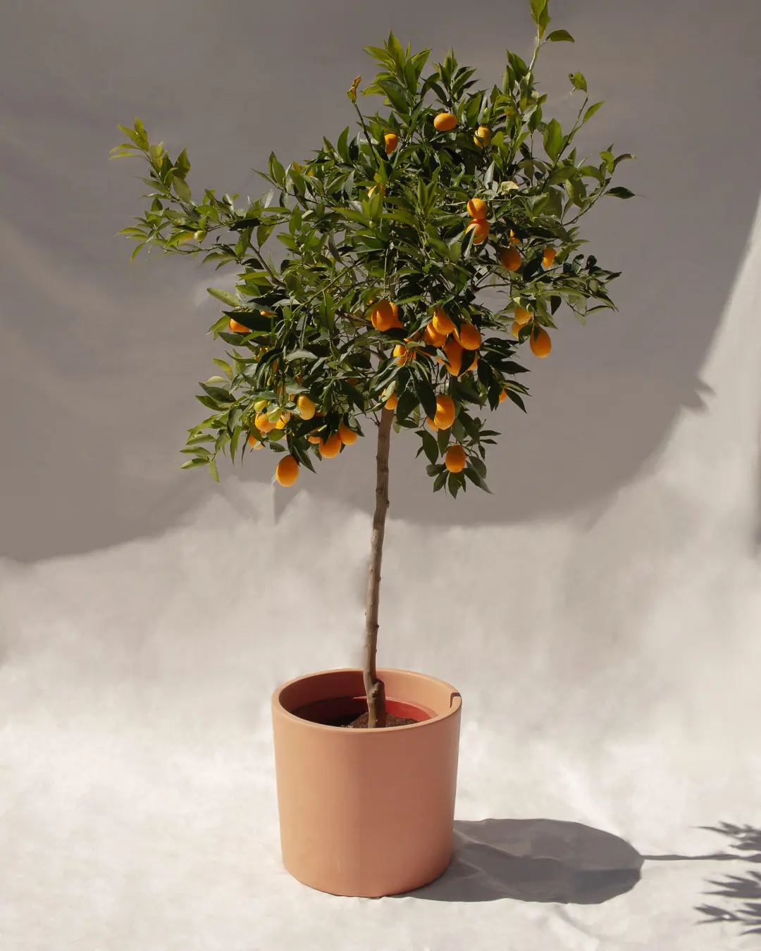 Kumquat - Naranjo enano