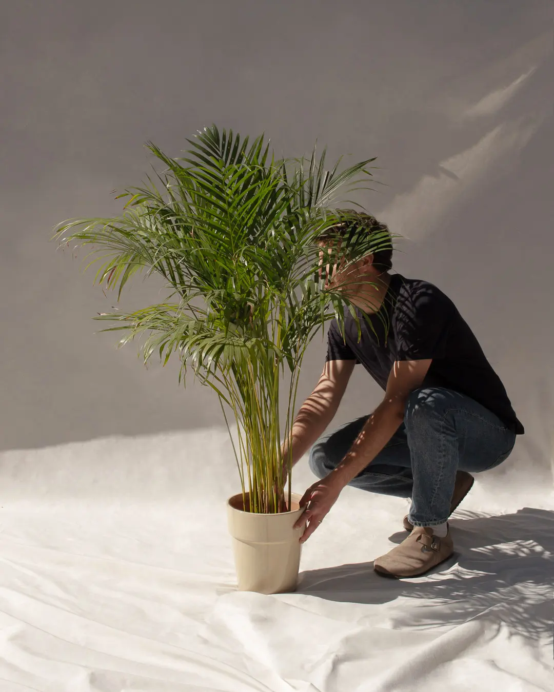 Areca (Palma, palmera de interior) - Imagen 5