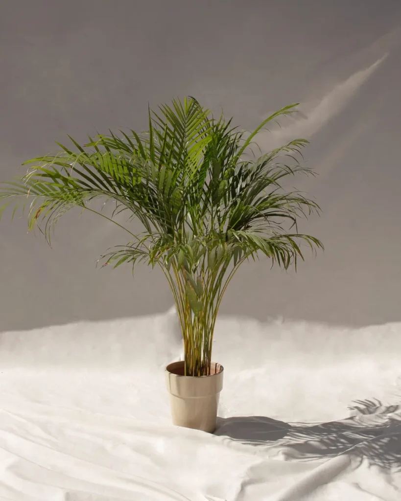 Areca (Palma, palmera de interior)