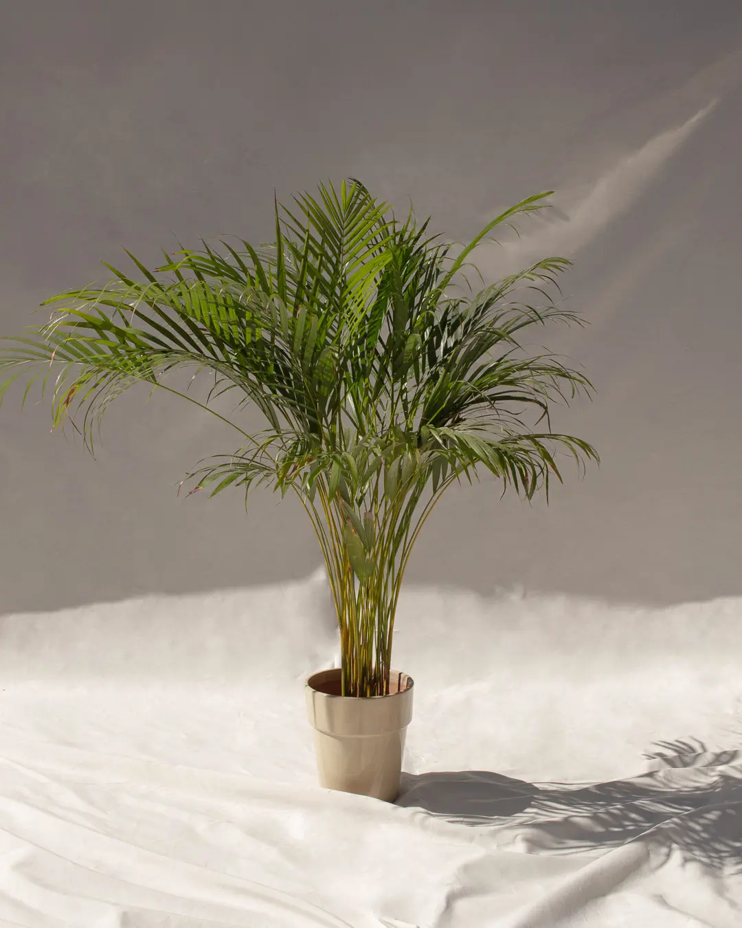 Areca (Palma, palmera de interior)