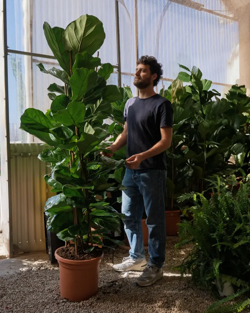 Ficus Lyrata - Imagen 3