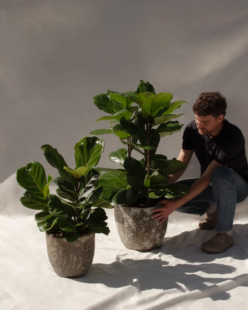 Ficus Lyrata - Imagen 4