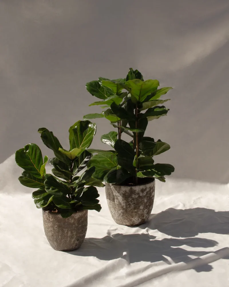 Ficus Lyrata - Imagen 5