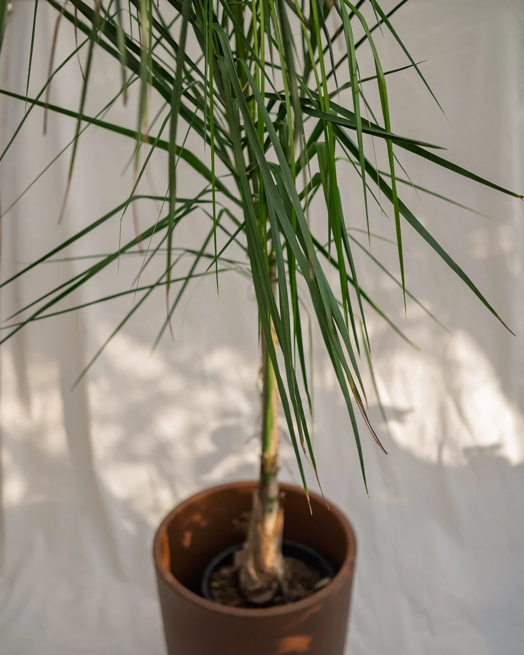 Cocotero plumoso (Syagrus romanzoffiana) - Imagen 3