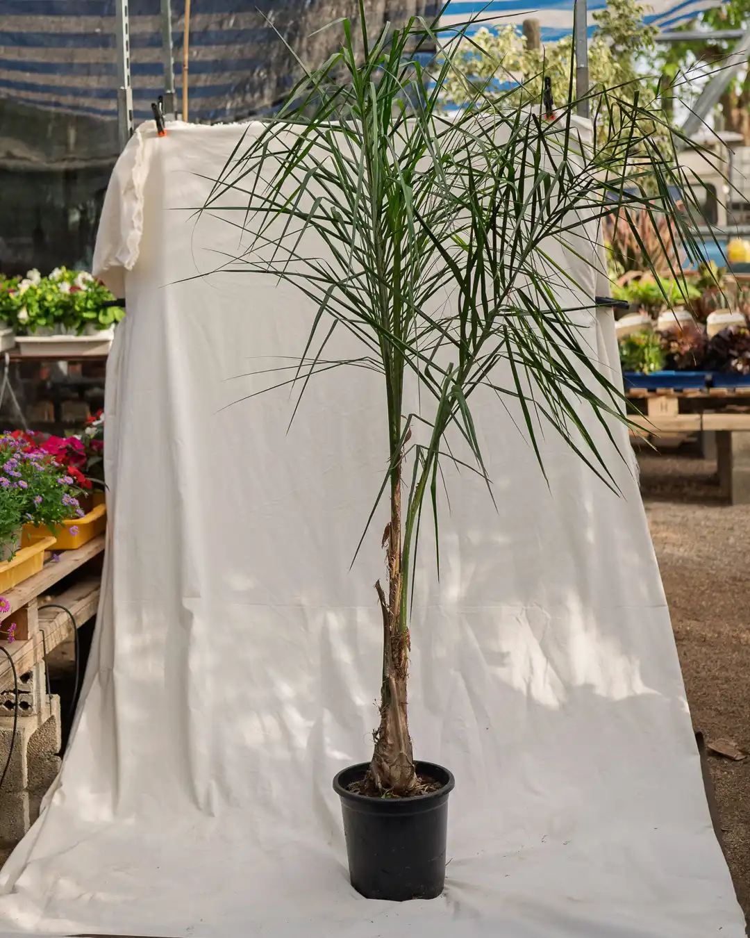 Cocotero plumoso (Syagrus romanzoffiana) - Imagen 4