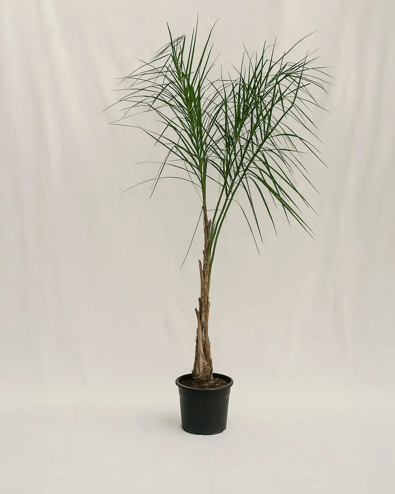 Cocotero plumoso (Syagrus romanzoffiana)