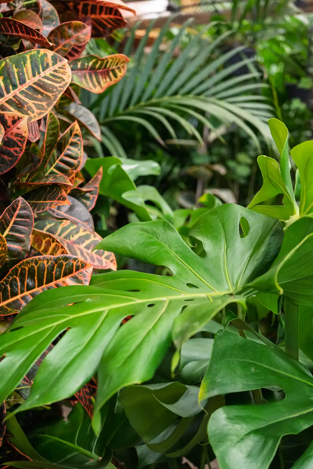 comprar plantas online