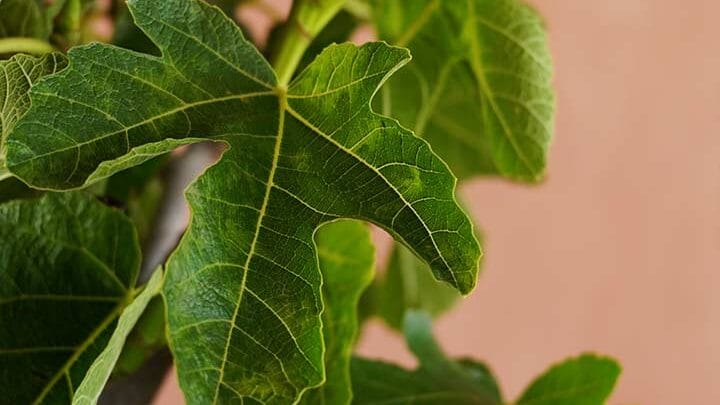Hoja sana de higuera en detalle