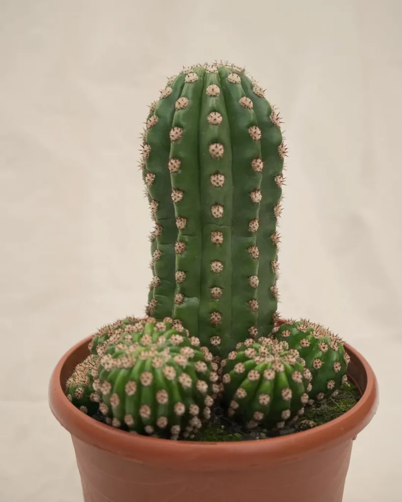 Trichocereus thelegonus (Cactus columnar con hijuelos)
