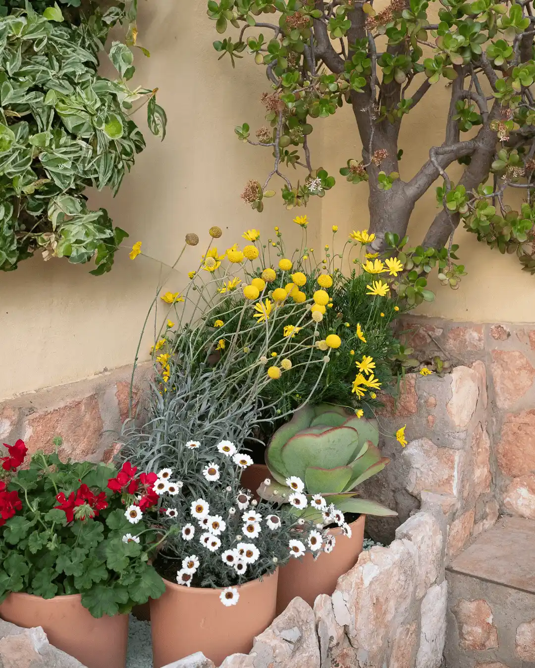 Pack 5 Flores resistentes al sol (Kalanchoe, Craspedia, Geranio, Margarita blanca y Margarita amarilla)