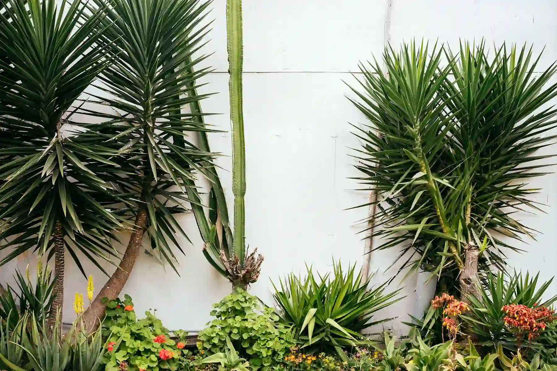 jardin postal paisajismo chalet cactus