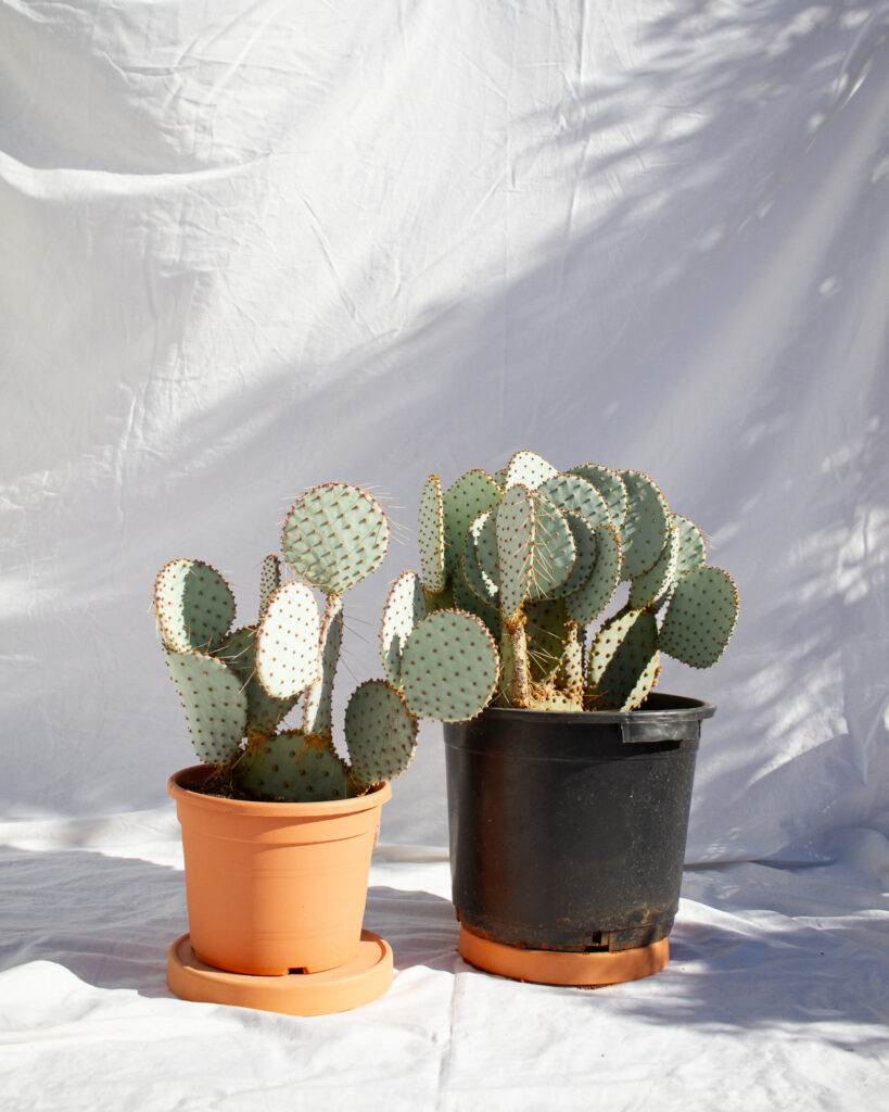 Opuntia Santa Rita