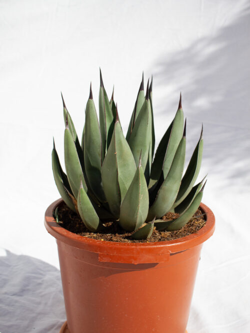 Agave Nigra