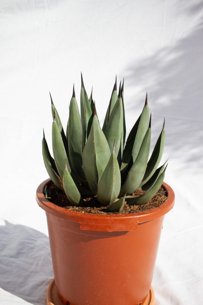 Agave Nigra