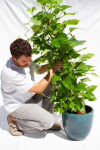 mejor-epoca-trasplantar-plantas