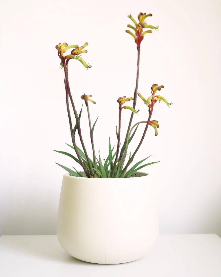 Anigozanthos (Pata de canguro) pack con maceta - Imagen 2