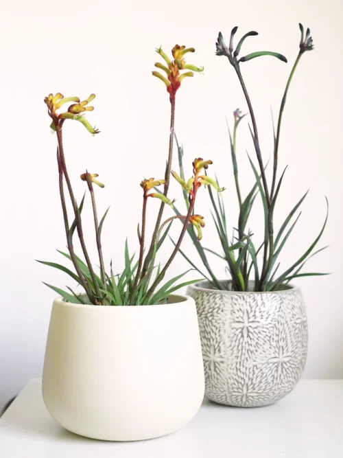 Anigozanthos (Pata de canguro) pack con maceta