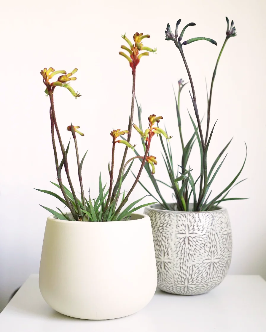 Anigozanthos (Pata de canguro) pack con maceta